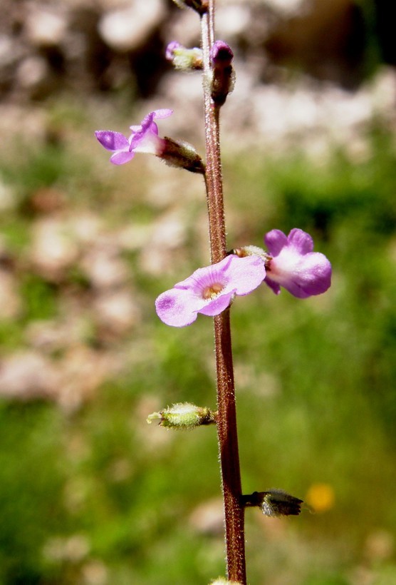 Image of Priva mexicana (L.) Pers.