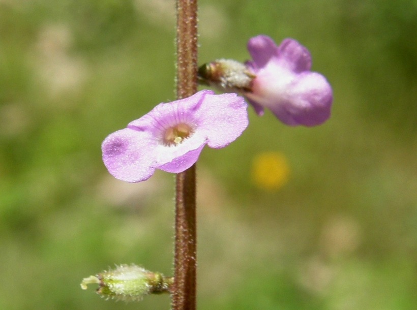 Image of Priva mexicana (L.) Pers.