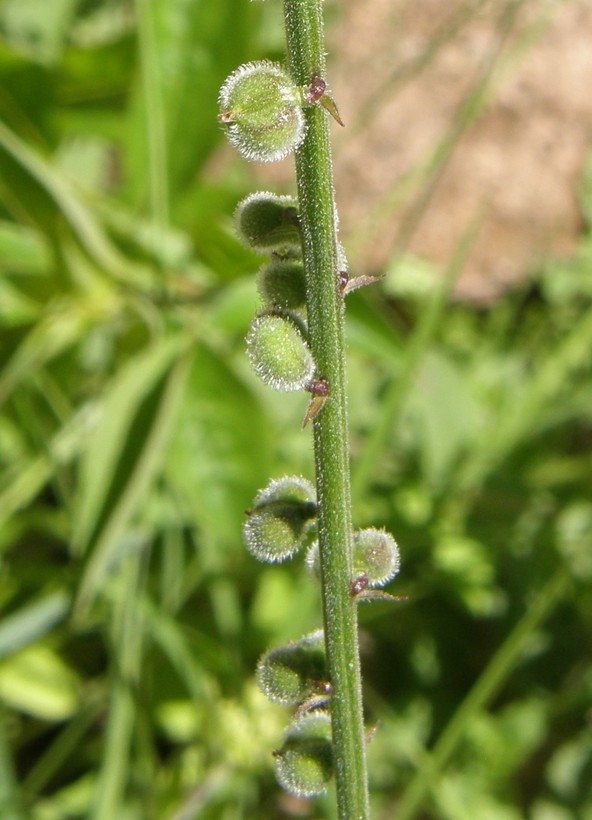 Image of Priva mexicana (L.) Pers.