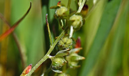 Image of Bearded Popcorn-Flower