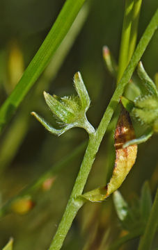 Image of Bearded Popcorn-Flower