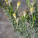 Ericameria brachylepis (A. Gray) Hall resmi