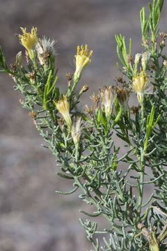 Imagem de Ericameria brachylepis (A. Gray) Hall