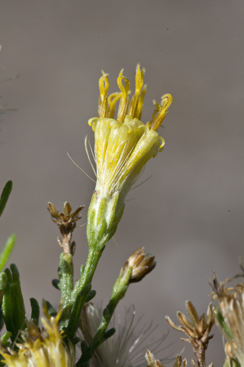 صورة Ericameria brachylepis (A. Gray) Hall