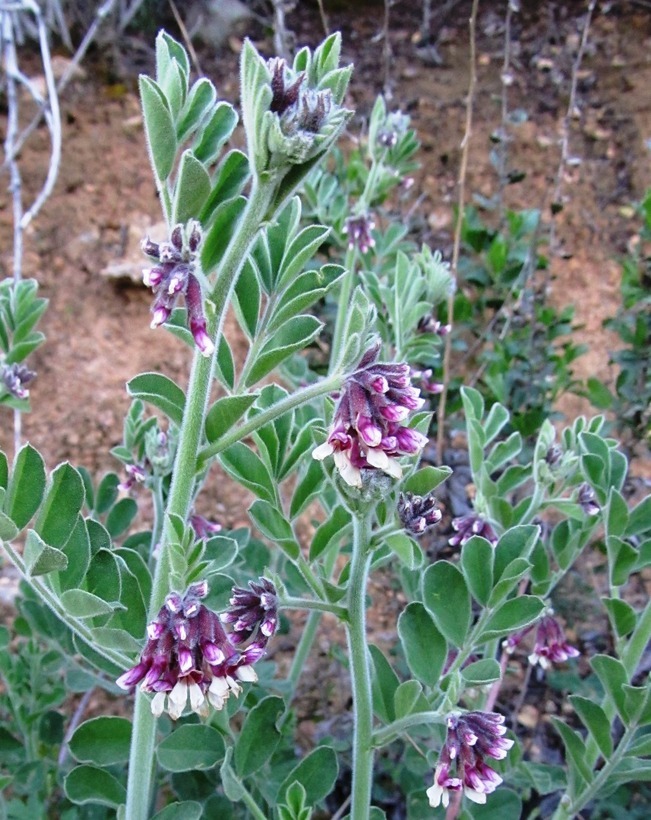 Image of <i>Hosackia crassifolia</i> var. <i>otayensis</i>