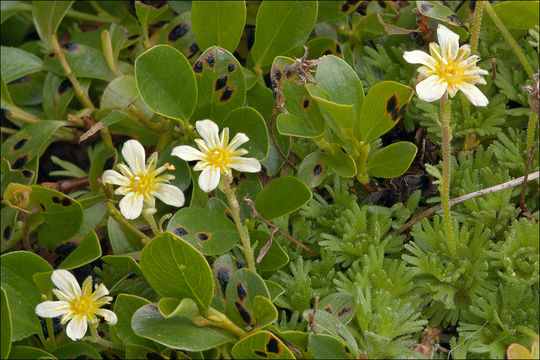 Imagem de Saxifraga exarata subsp. carniolica (Huter) Wraber