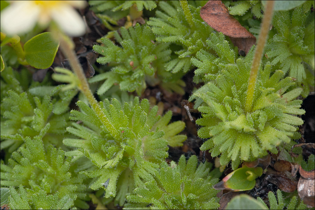 Image of Saxifraga exarata subsp. carniolica (Huter) Wraber