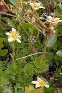 Image of Saxifraga exarata subsp. carniolica (Huter) Wraber