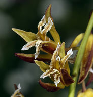 صورة Caulanthus coulteri (A. Gray ex S. Watson) S. Watson