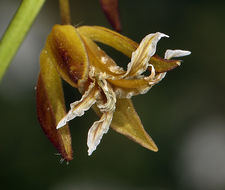 صورة Caulanthus coulteri (A. Gray ex S. Watson) S. Watson