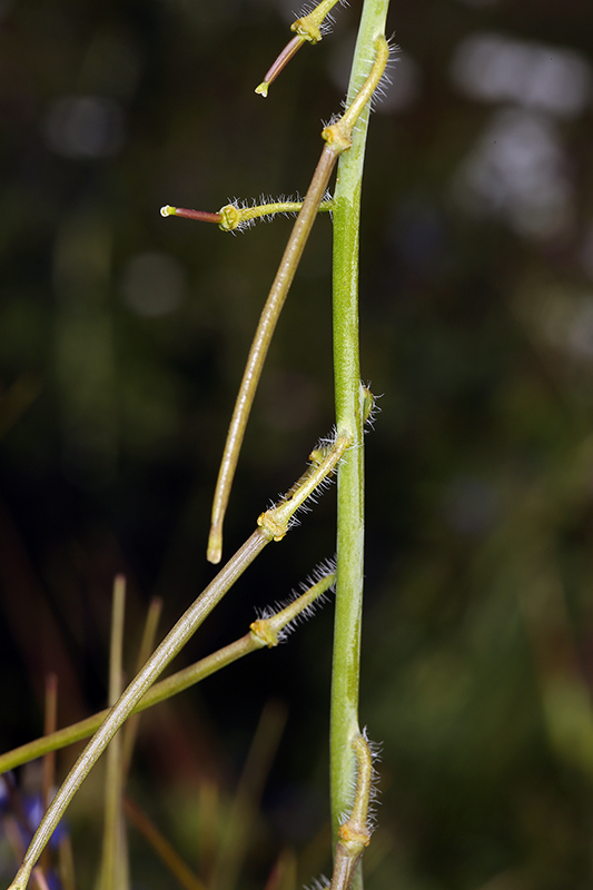 صورة Caulanthus coulteri (A. Gray ex S. Watson) S. Watson