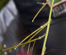 صورة Caulanthus coulteri (A. Gray ex S. Watson) S. Watson