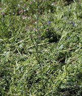 Image of Indian hedgemustard