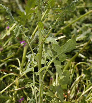 Image of Indian hedgemustard