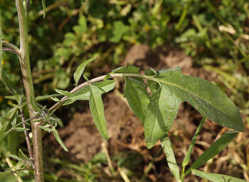 Image of Indian hedgemustard