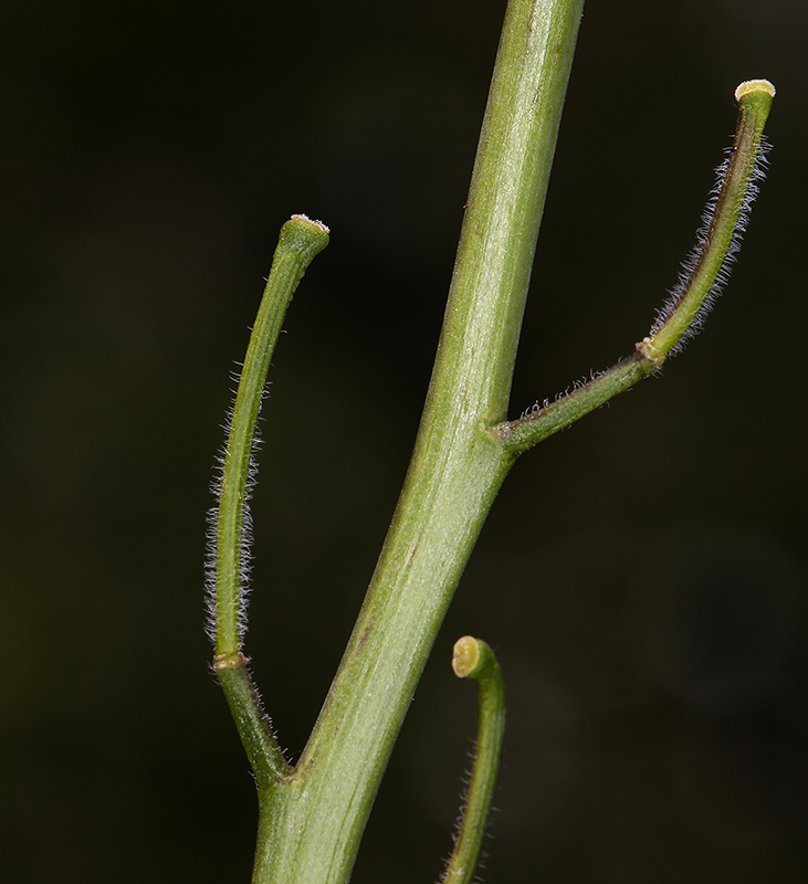 Image of Indian hedgemustard