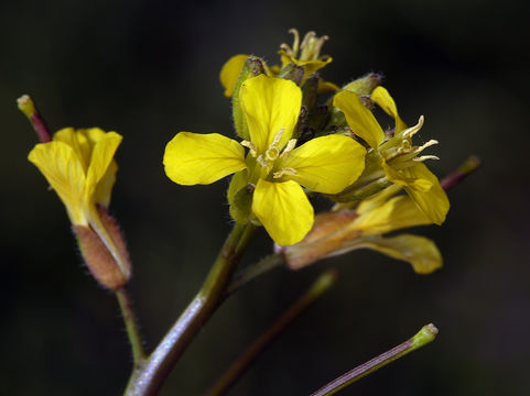 Image of Indian hedgemustard