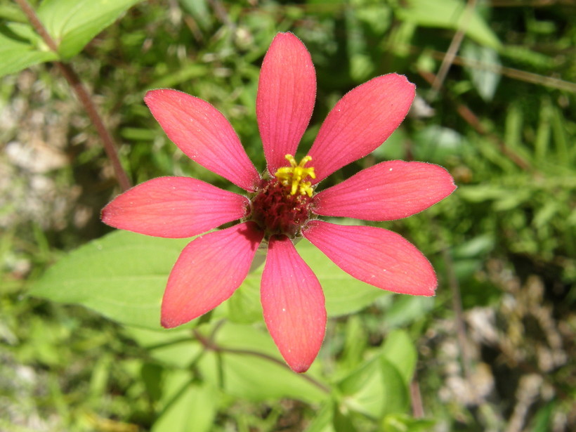 Image de Zinnia peruviana (L.) L.