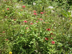 Image of Peruvian zinnia