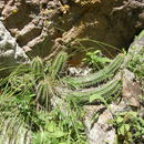 Image of Echinocereus scheeri (Salm-Dyck) Scheer