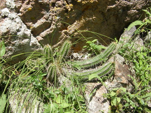 Image of Echinocereus scheeri (Salm-Dyck) Scheer