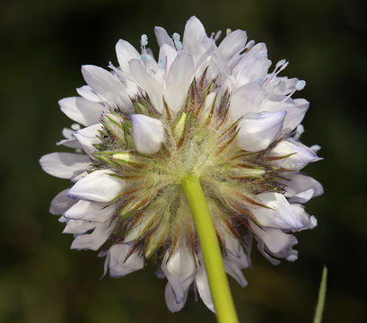 Image of bluehead gilia