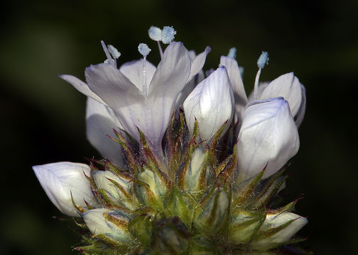 Image of bluehead gilia