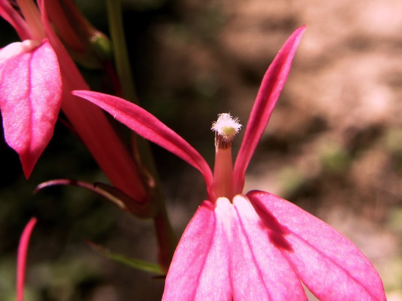 Image of Cardinal Flower