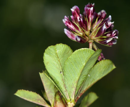 Image of Slender Clover