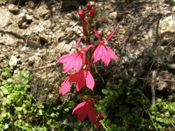 Image of Cardinal Flower