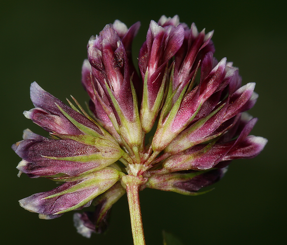 Image of Slender Clover