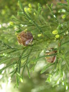 Image of Cedar of Goa