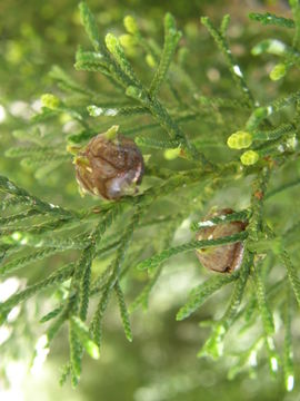 Image de Cyprès de Portugal