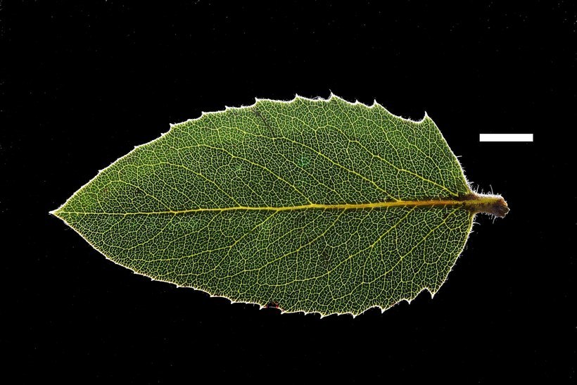 Image of Hoover's manzanita