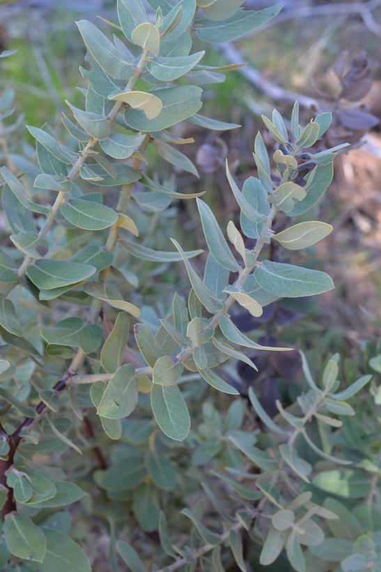 Image of Hoover's manzanita