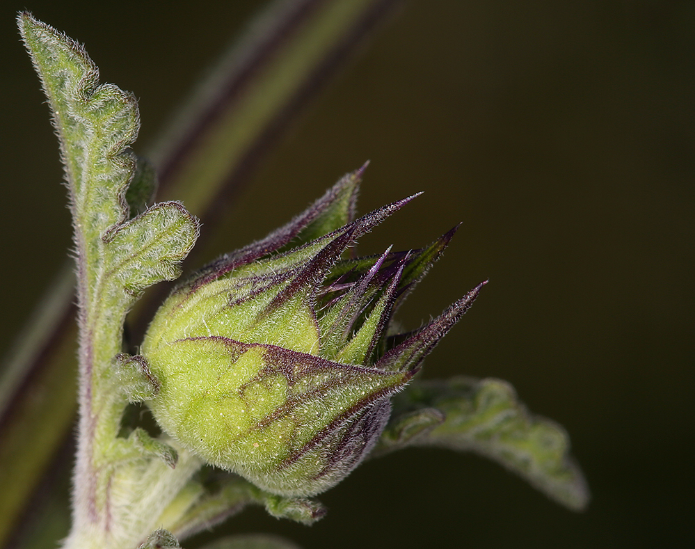 Imagem de Salvia columbariae Benth.