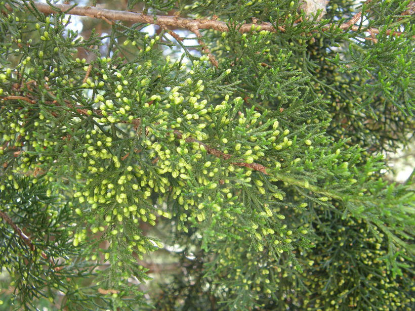 Imagem de Cupressus lusitanica Mill.