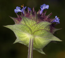 Imagem de Salvia columbariae Benth.