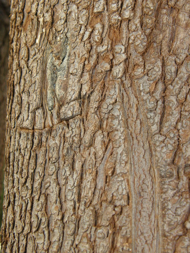 Image of Cedar of Goa