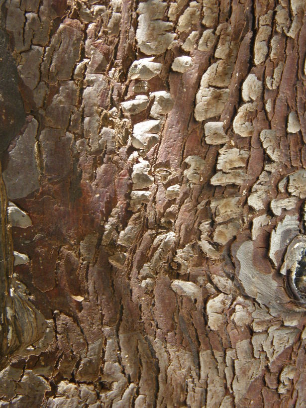 Image of Cedar of Goa