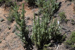 Image of Hoover's manzanita