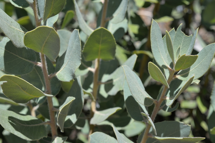 Image of Hoover's manzanita