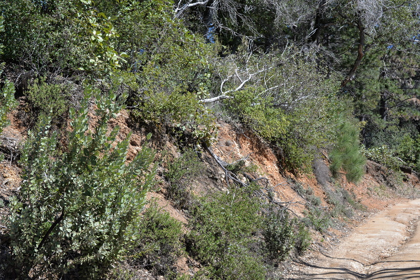 Image of Hoover's manzanita