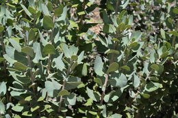 Image of Hoover's manzanita