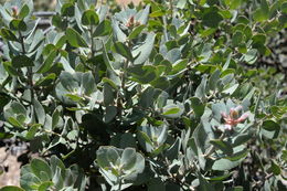 Image of Hoover's manzanita