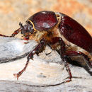 Image of Sleeper's Elephant Beetle