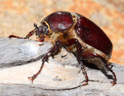 Image of Sleeper's Elephant Beetle