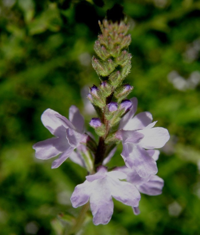 Image de Verbena pinetorum Moldenke