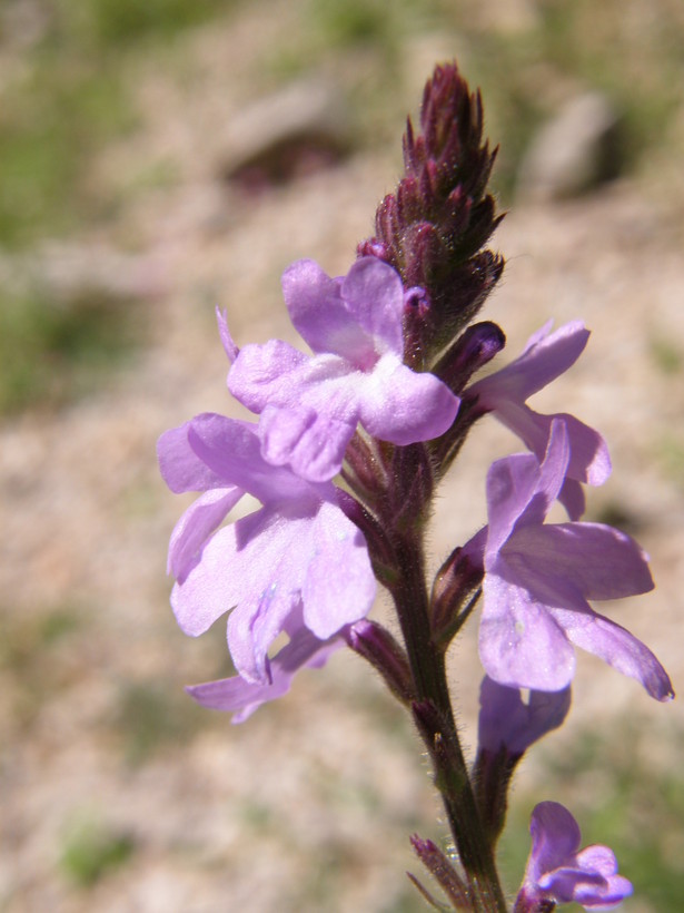 Image de Verbena pinetorum Moldenke