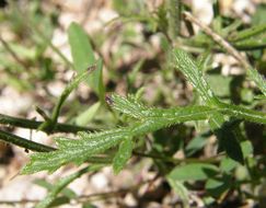 Image of Chihuahuan vervain